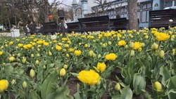 Тюльпаны, фиалки и гиацинты: какие цветы распустились в парке Цветник в Пятигорске — фоторепортаж