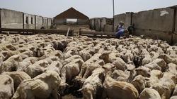 На Ставрополье благодаря господдержке улучшают генофонд овец 