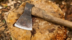 Подрядчик возместил более 7,3 млн рублей за вырубленный на КМВ лес