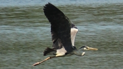 Пятигорчанам рассказали, какие птицы водятся на курорте