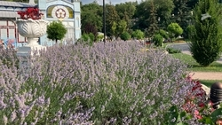 Ясная погода ожидается в Пятигорске 16 июля