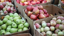 Ставропольские садоводы собрали 75 тыс. тонн яблок в 2023 году