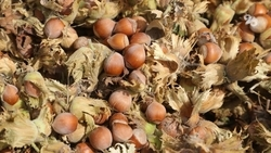 Житель КЧР занимается выращиванием фундука