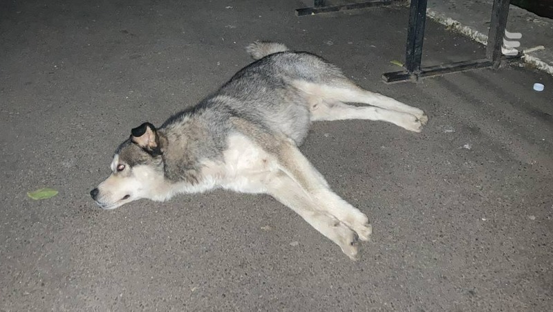 Администрация Пятигорска выплатит 10 тыс. рублей девочке, которую покусала собака