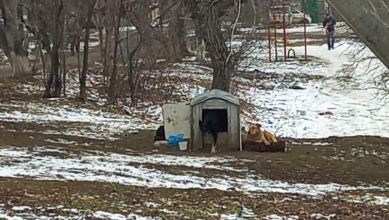 Жители Пятигорска жалуются на увеличение бездомных собак на улицах