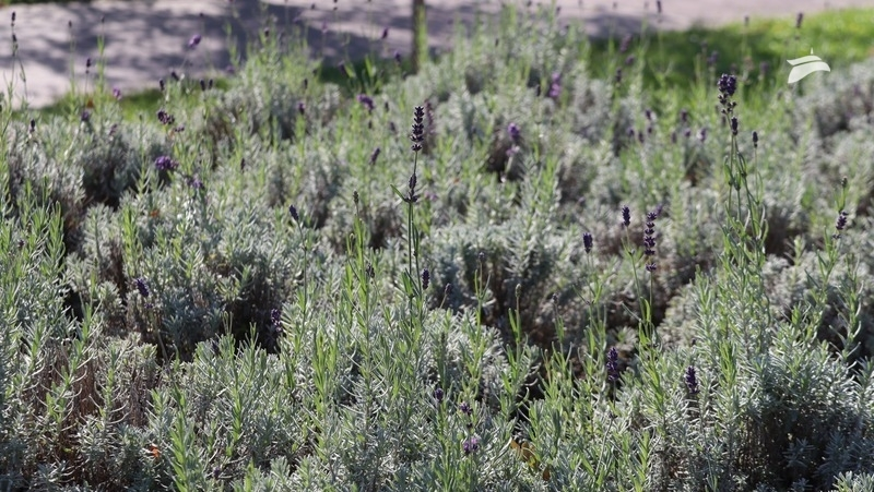 Аграрии Северо-Кавказского федерального округа выращивают необычные для региона культуры