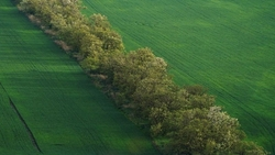 Проект восстановления лесополос разработают на Ставрополье