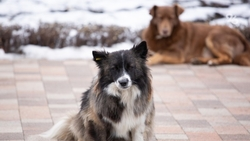 Юный пятигорчанин получил компенсацию в 10 тыс. руб. после укуса собаки