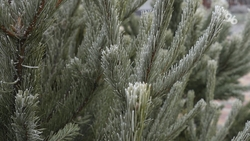 За рубку хвойных лесов на Ставрополье введены штрафы до 300 тыс. рублей