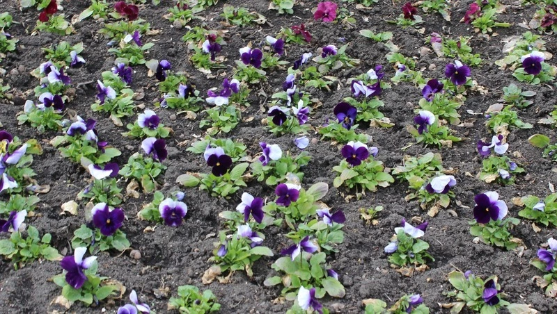 До +15 градусов ожидается в Пятигорске в начале недели