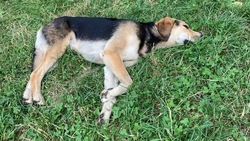 Прокуратура требует заплатить девочке из Пятигорска компенсацию за нападение бродячей собаки