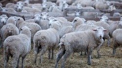 В Ставропольском крае более 92 миллионов рублей господдержки получили производители шерсти 