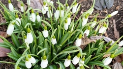 Подснежники расцвели в ботаническом саду Пятигорска