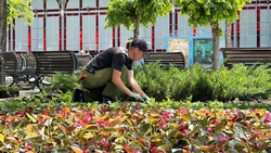 Пятигорский Цветник украсят летними цветами