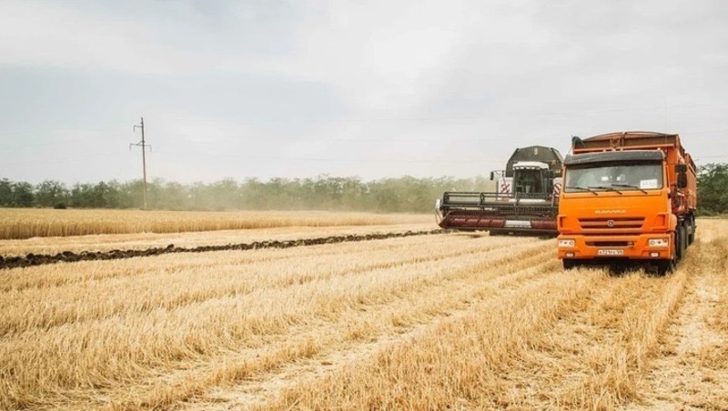 Минсельхоз Ставрополья: урожайность сахарной свёклы выше показателей прошлого года 
