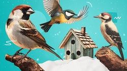 Зима близко: когда вешать кормушки и подкармливать диких птиц?