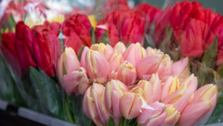 Жителей Ставрополья  ждут трёхдневные выходные в марте