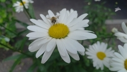 День семьи, любви и верности отметят в Пятигорске