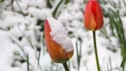 Ночные заморозки прогнозируют на Ставрополье 18 апреля