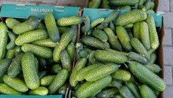 Цены на огурцы упали на 11,5% за прошедшую неделю на Ставрополье