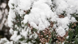 Сильный снег и пасмурная погода ожидаются в Пятигорске 19 февраля