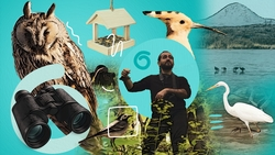 «Помогаю глубже понять природу»: пятигорчанин Вардан Яврян наблюдает птиц и читает лекции о них