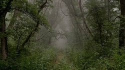 Администрация Пятигорска по решению суда приведёт в порядок леса города-курорта 