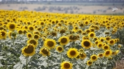 Фермеры могут получить гранты до 4,4 млн рублей на Ставрополье 