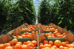 Помидоры и морковь подорожали на Ставрополье за неделю