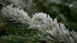 Заморозки до −3°С ожидаются на Ставрополье 21-23 апреля