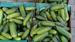 Огурцы подешевели на 12% за неделю в Ставропольском крае