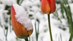 Режим повышенной готовности из-за заморозков ввели на Ставрополье 7 апреля