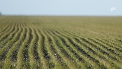 Минсельхоз Ставрополья закупает безопасные химикаты для борьбы с грызунами