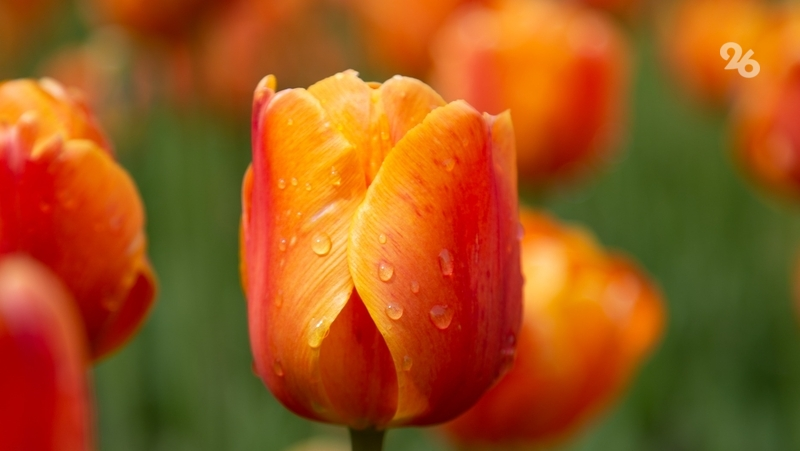 Цветочные ярмарки откроются в Пятигорске к 8 марта