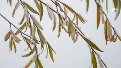 Заморозки ожидаются на Ставрополье 5 и 6 мая