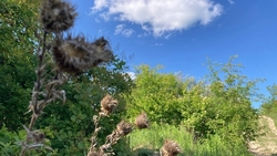 Ясная погода и +33 градуса ожидаются в Пятигорске 30 июля