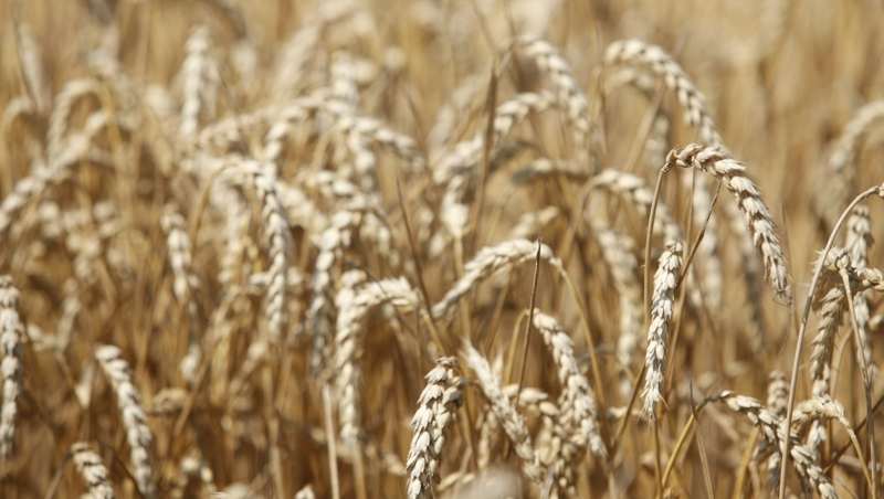 Товарооборот между Ставропольским краем и Азербайджаном вырос на 10%