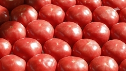 Продовольственная ярмарка пройдёт в Лермонтове 26 июля