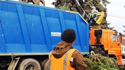 Праздники подходят к концу: как правильно утилизировать ёлку на Кавминводах 