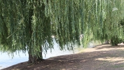 Мэр Пятигорска запретил рубить ивы на берегу озера при благоустройстве