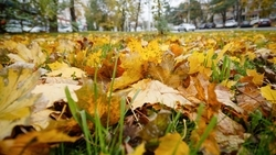 Аллею Славского очистили от листвы в Лермонтове