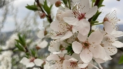 Потепление до +17 ожидается 18 апреля в Пятигорске