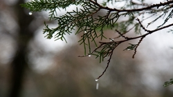 Дождь и сильные порывы ветра прогнозируют в Пятигорске 11 апреля