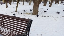 Обстоятельства смерти птиц в Пятигорске назвал мэр Ворошилов 