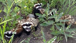 Мелкие хищники покушаются на курятники на Кавминводах