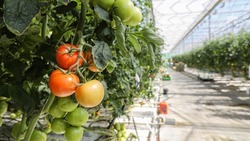 Ставрополье стало первым в стране по производству тепличных томатов