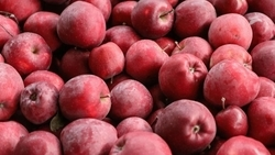 Завод по производству пластмассовой тары для хранения яблок построят на Ставрополье 