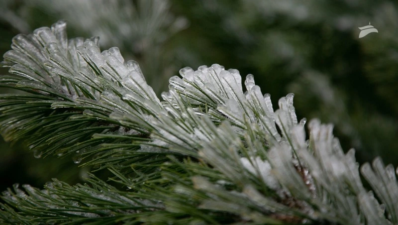 Заморозки до −3°С ожидаются на Ставрополье 21-23 апреля