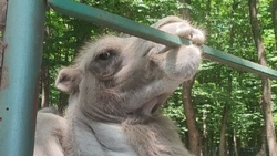 Фермер из Дагестана содержит в хозяйстве 140 верблюдов