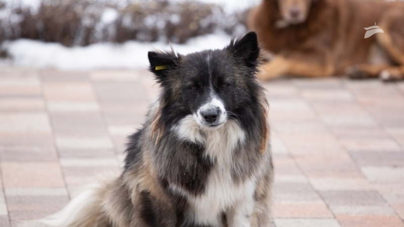 Администрация Пятигорска прокомментировала нападение собак на беременную горожанку